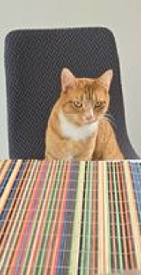   Chat perdu 
