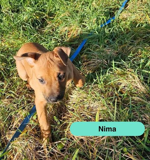 Nima, chiot crois&eacute; malinois &agrave; adopter 300 44430 La boissi�re-du-dor�