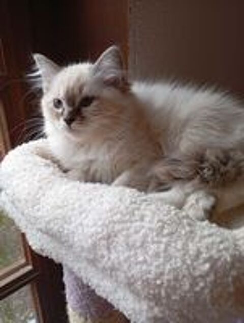   Chatons Ragdoll 