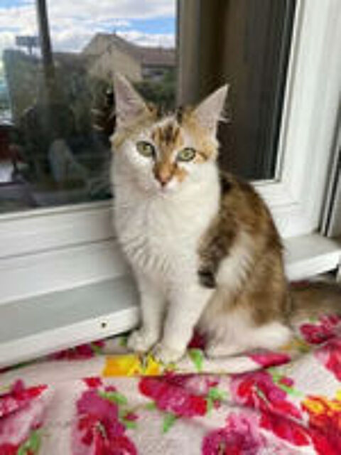   Jules gentil chat 6 mois cherche famille 