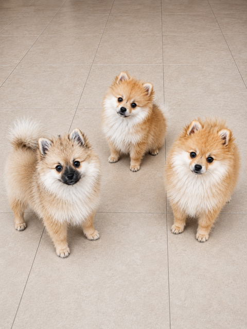 Chiots Spitz Main Pom&eacute;ranien 1300 59143 Watten