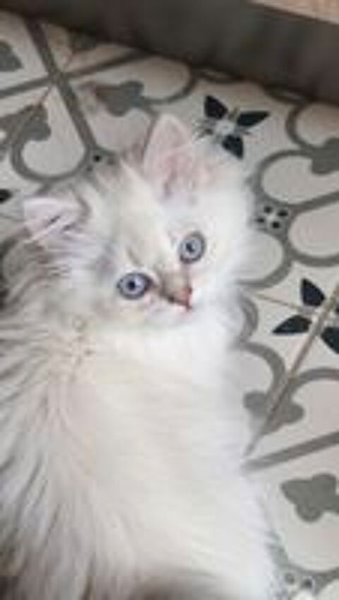   Chatons British longhair  