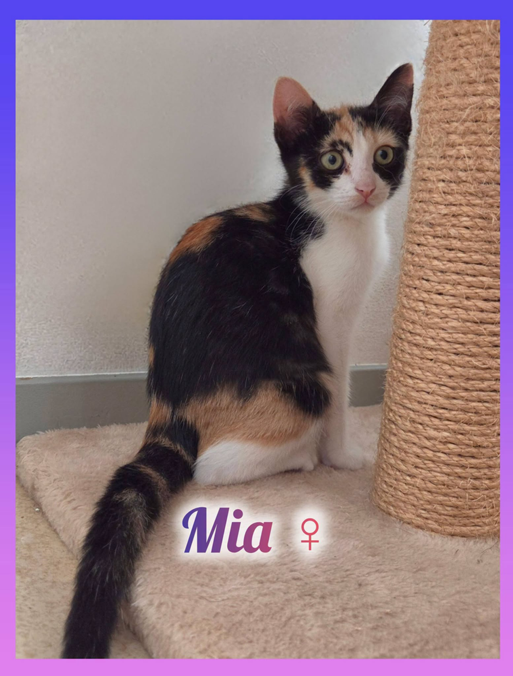   Mia à l'adoption 