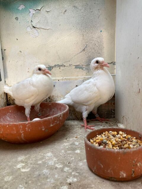 Pigeon voyageur 30 93470 Coubron