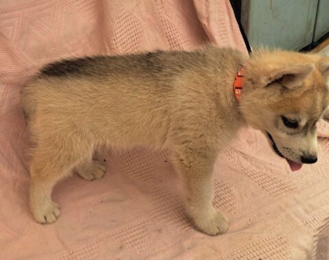 MAGNIFIQUES CHIOTS HUSKY SIBERIEN 700 79150 Voultegon
