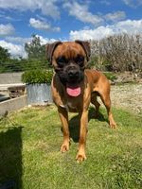   chiot boxer croiser bully  