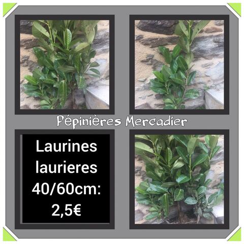 Laurier palme, laurines, laurieres : 40  60 cm 2 Lagupie (82)