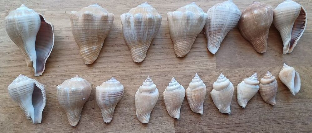 Lot de coquillages Volema Paradisiaca 