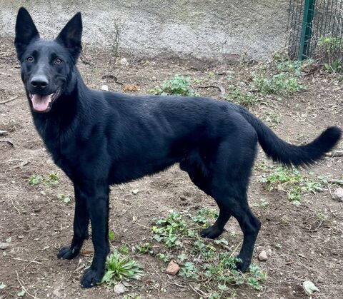 AGRID, berger allemand noir, 1 an 220 34500 B�ziers