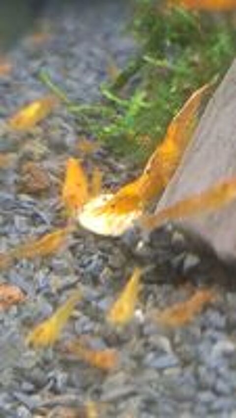   Crevettes coloris variés 