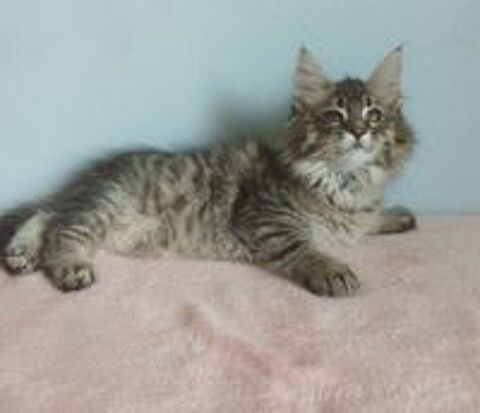   CHATONS MAINE COONS MALES ET FEMELLES 