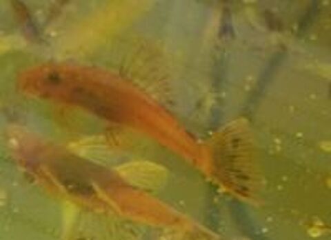   Ancistrus Red  