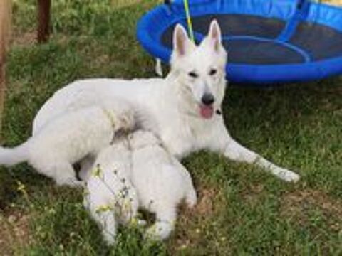   Chiots femelles Berger Blanc Suisse LOF (à réserver) 