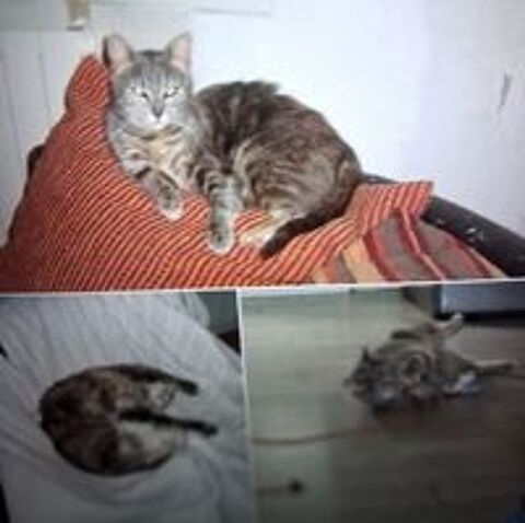   Souris 🐁 grise 2 ans très câline  
