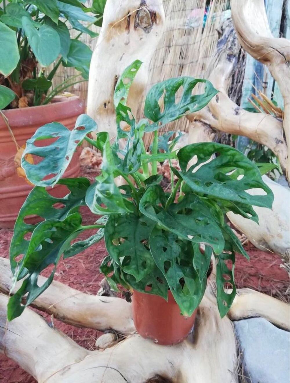 plante monstera monkey / adansonii Jardin