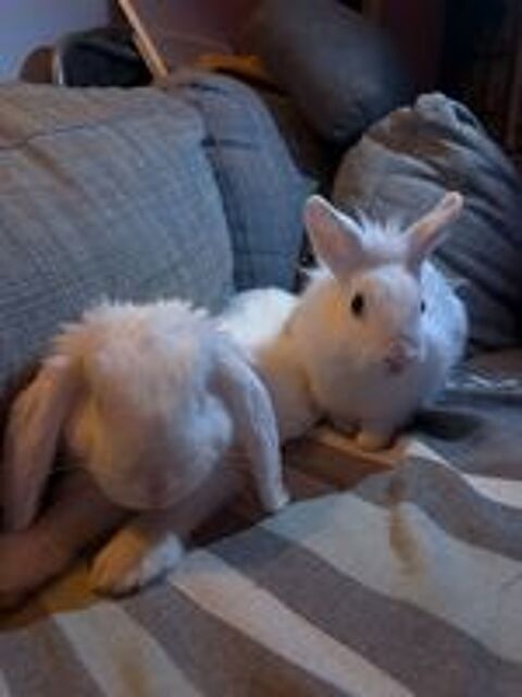   bébé lapins 