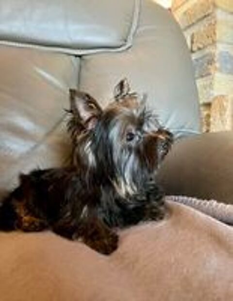   Saillie Yorkshire Terrier 