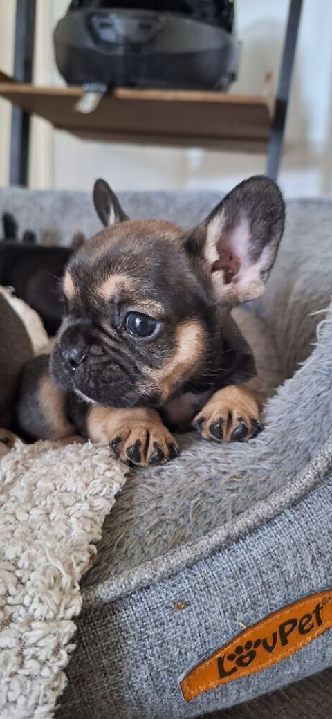  bouledogue fran&ccedil;ais exotique 0 22200 Plouisy