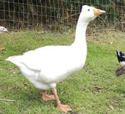   Oies et oisons normandes de Baven 