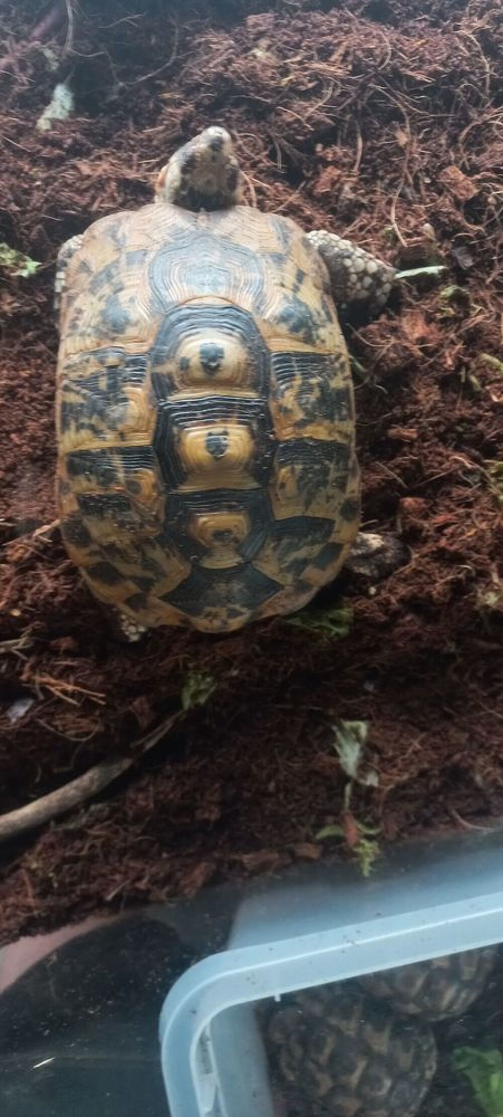   Tortue 