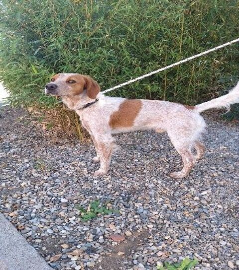 Chien MARS à l adoption 210 34450 Vias