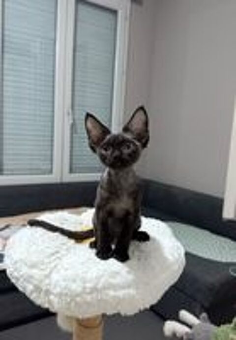   Chaton Devon Rex ? vacciné et pucé 
