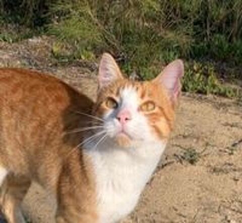   RAMSES  