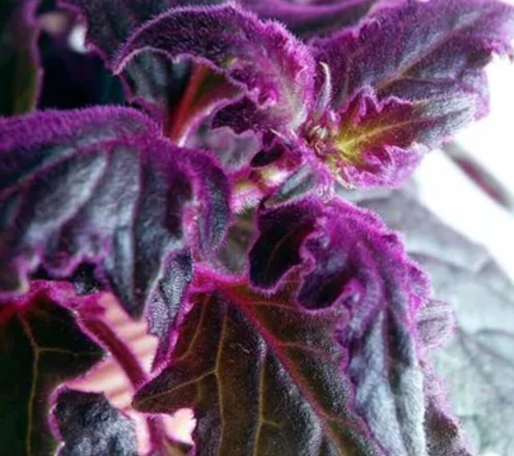 Petite plante feuillage violet.
Jardin
