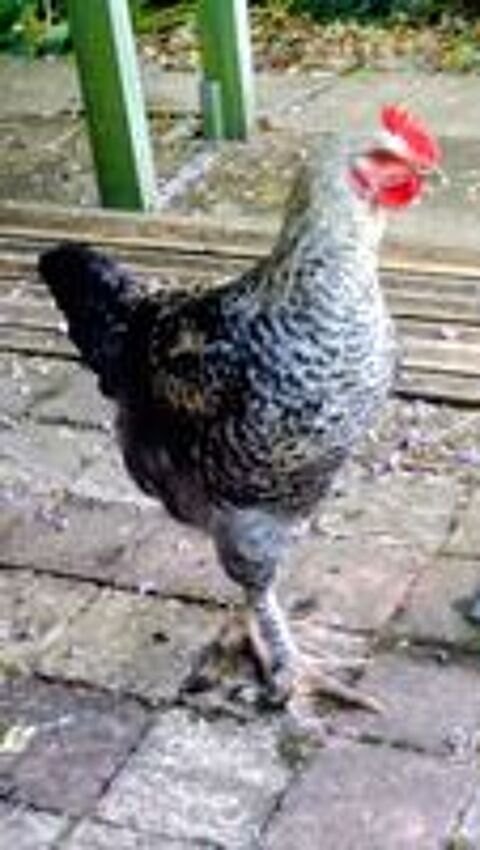  BEAU COQ PLYMOUTH  