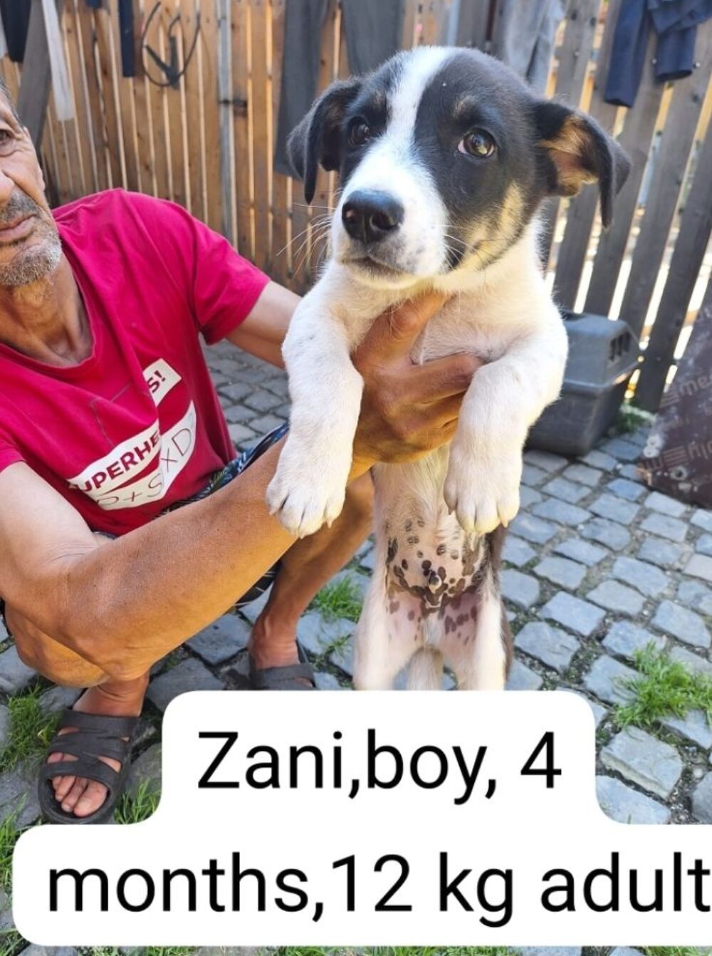   ZANI MALE 4MOIS NON CASTRE A SAUVER DE ROUMANIE ADOPTION SEULEMENT  