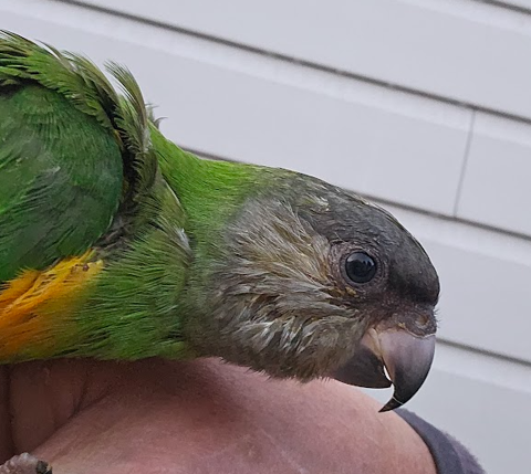 Youyous du S&eacute;n&eacute;gal EAM 250 44190 G�tign�