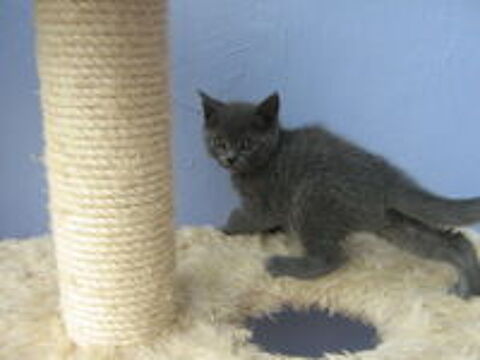   Chatons Chartreux LOOF + pedigree 
