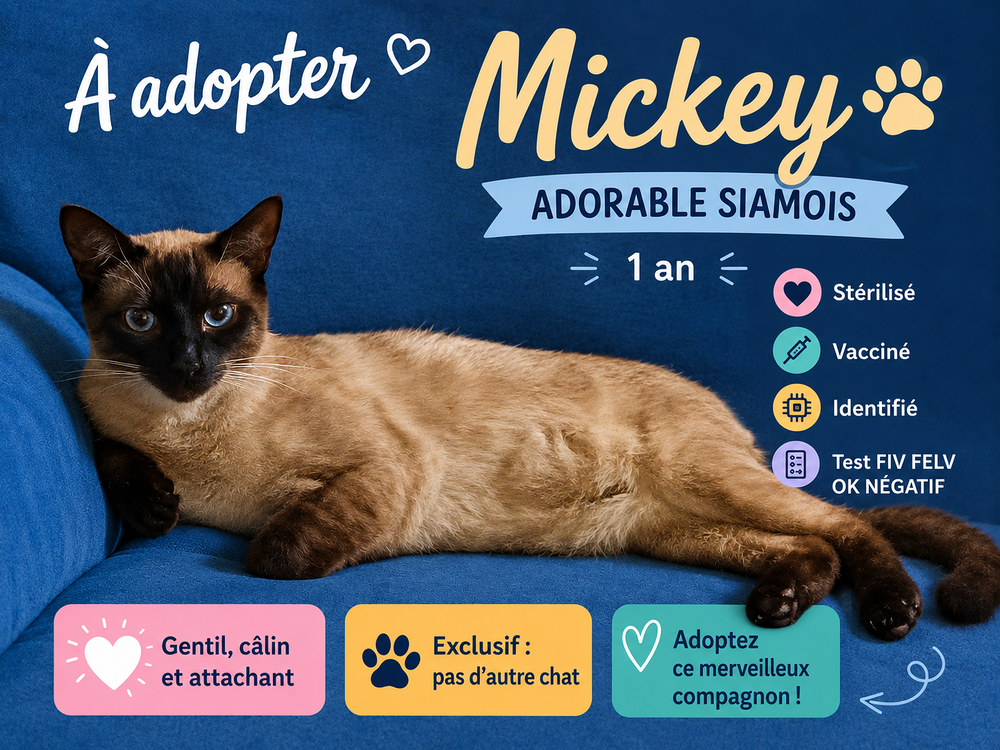   🐱 Adorables chats à adopter sous contrat associatif avec engagement de bientraitance 🐾 