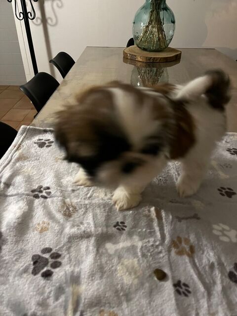 Chiots SHIH TZU 900 09190 Lorp-sentaraille