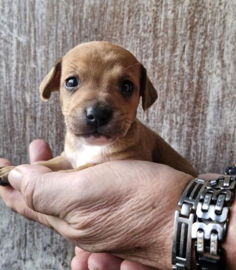 Superbes b&eacute;b&eacute;s crois&eacute; chihuahua 800 84120 Pertuis