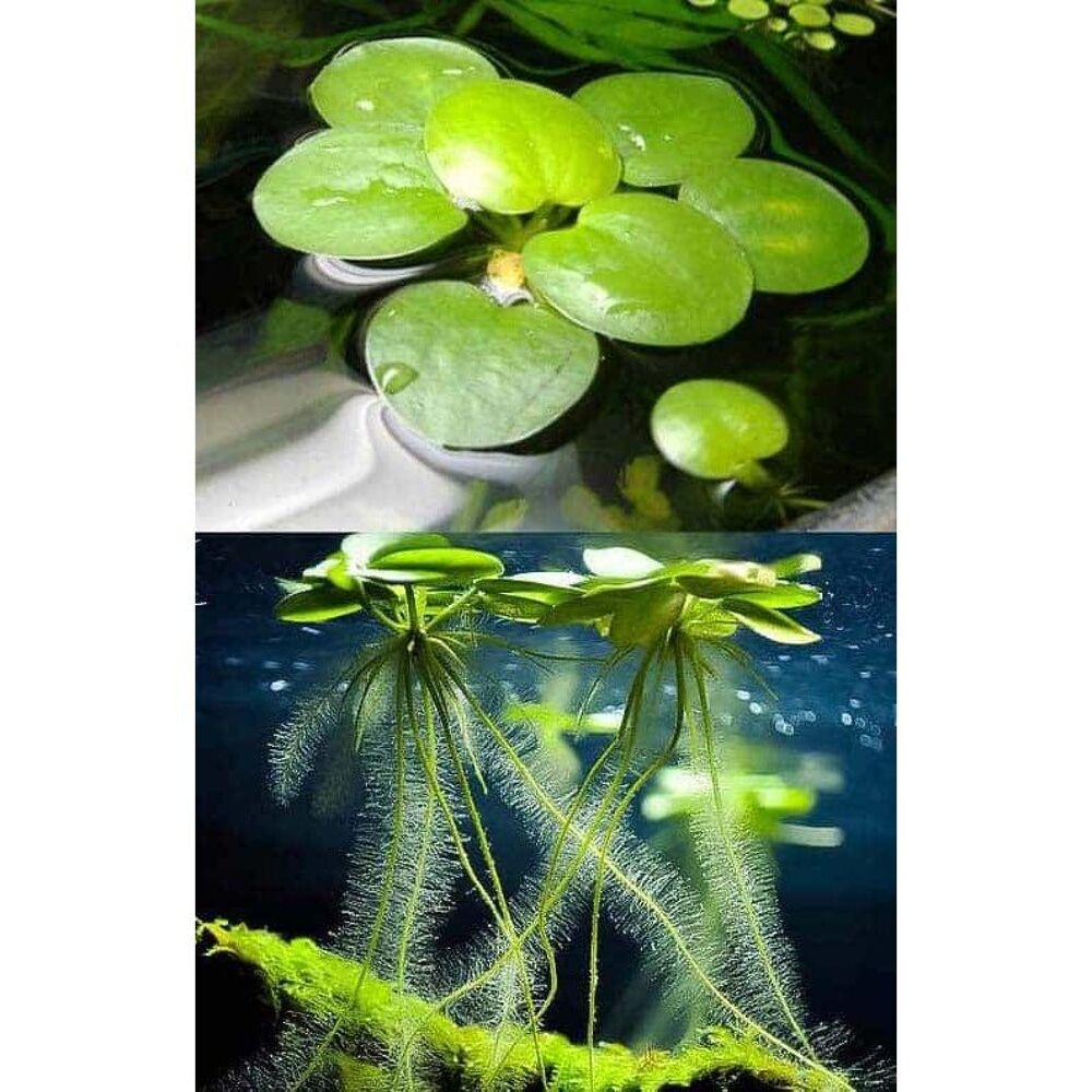   Lot de Plantes de surface pour aquarium/Limnobium laevigatum 