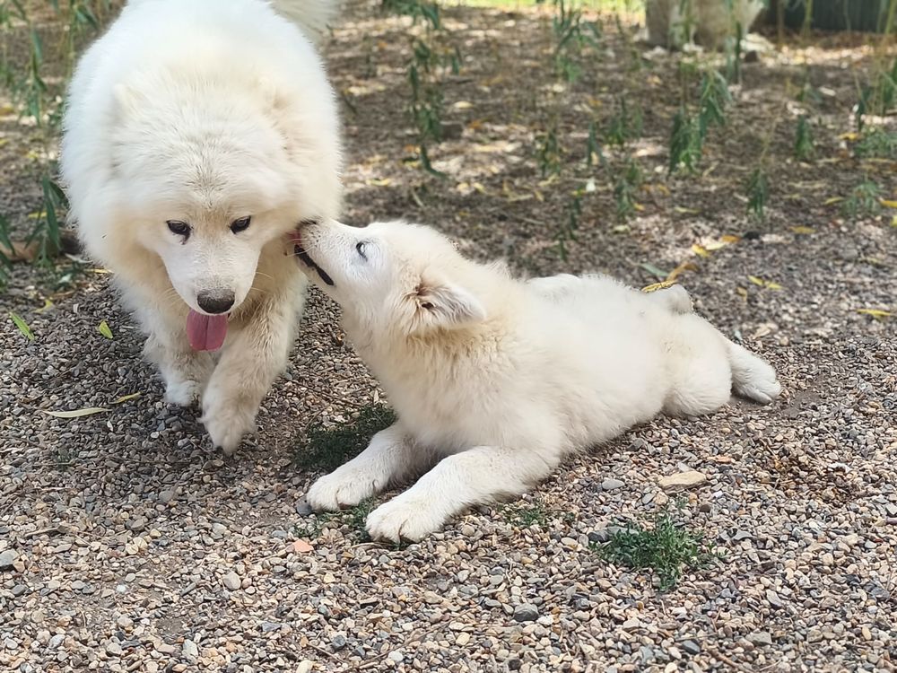   Samoyède LOF cherchent famille  