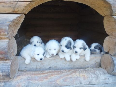 Chiot Patou montagne des Pyr&eacute;n&eacute;ennes 800 04170 Angles