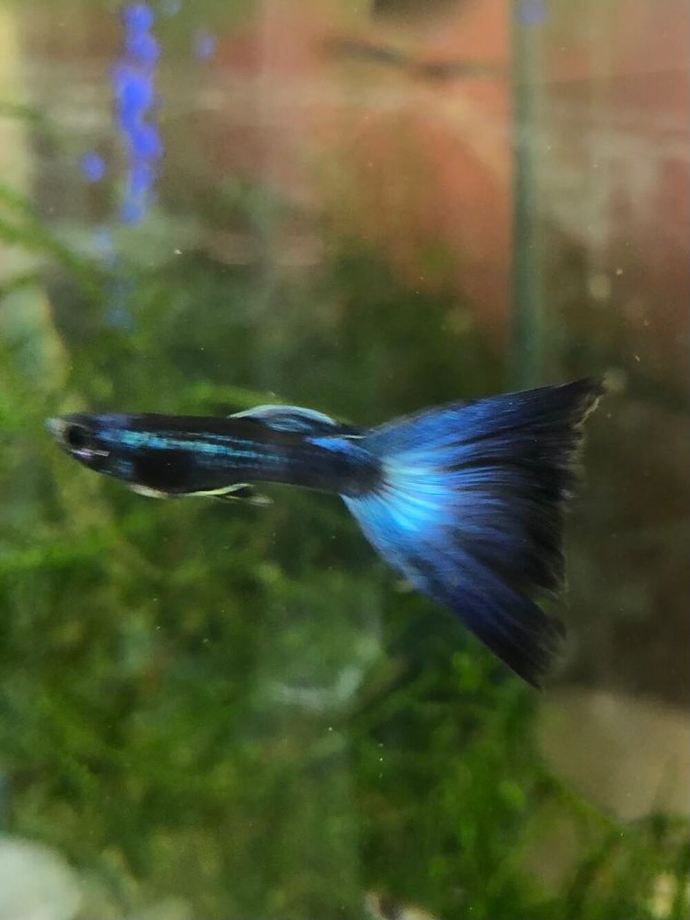    poissons plantes aquarium 