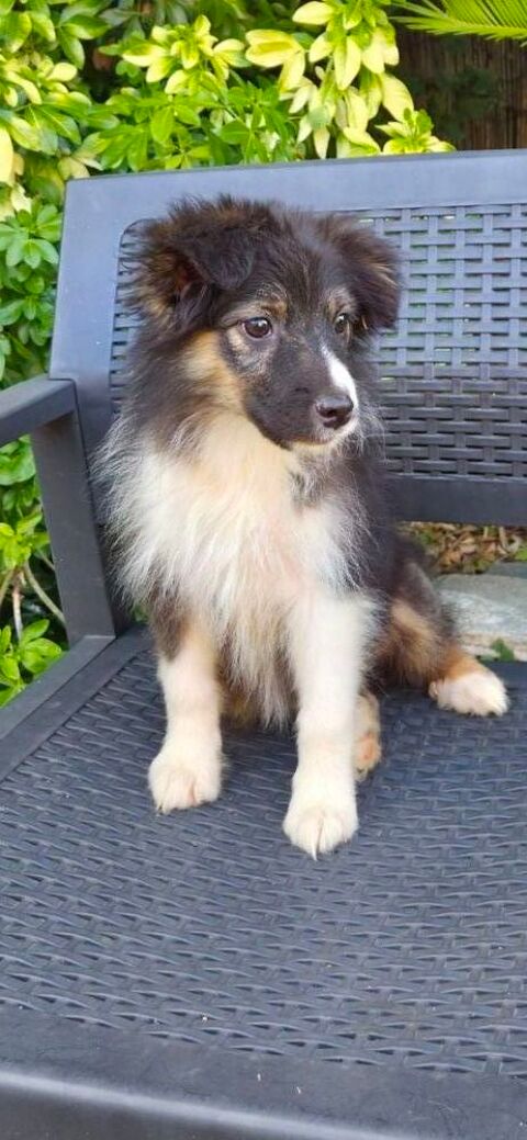 Berger australien femelle disponible 650 78610 Auffargis