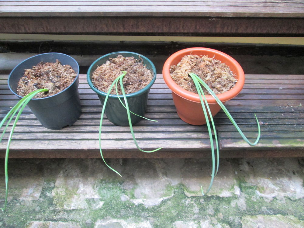 pieds d'Iris Jardin