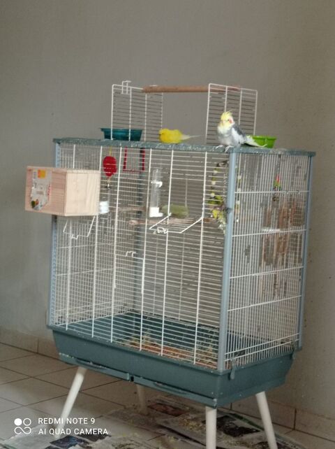 Cage  oiseaux 45130 Charsonville