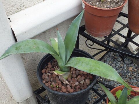 bébés Agave 1 Ézanville (95)