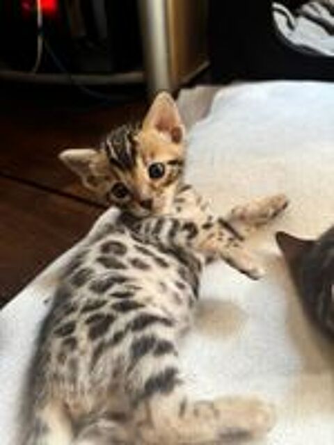   Magnfique portée de Bengal silver & brown LOOF 