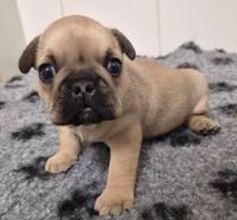   A reserver magnifique chiots bouledogue francais 