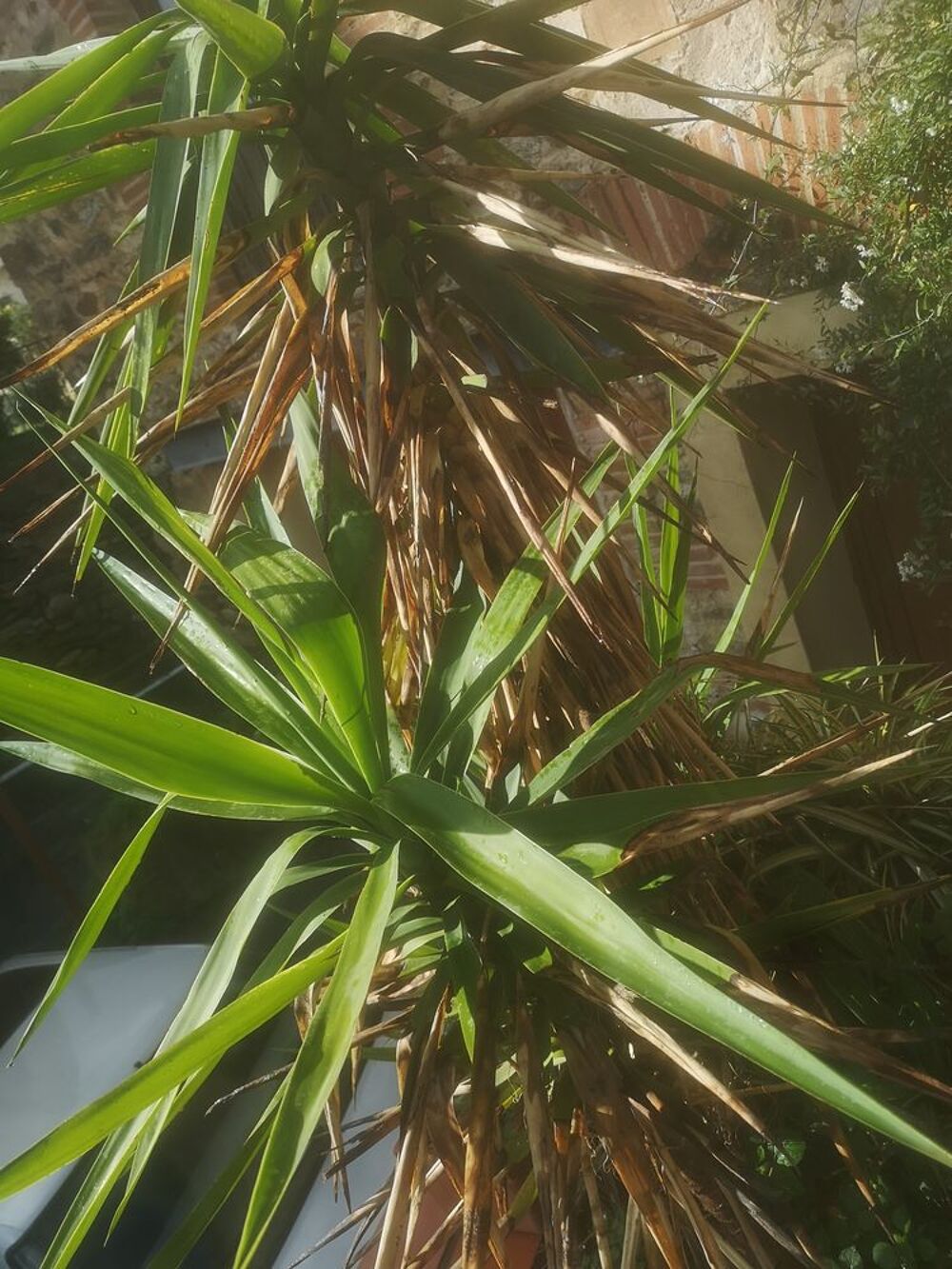 YUCCAS en POTS Grands 3m et 2m. Jardin