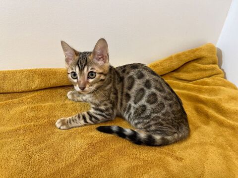 ALSACE. SUPERBES CHATONS BENGAL 1500 67130 Schirmeck