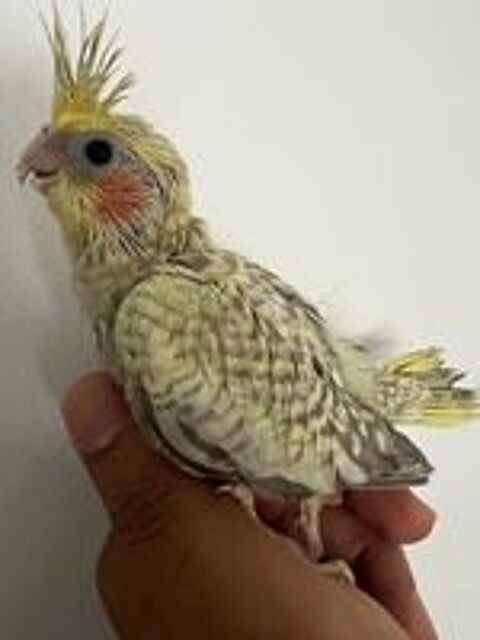   Perruche Calopsitte  