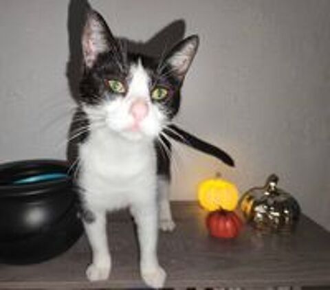   Piuma, chatte noire et blanche à adopter 
