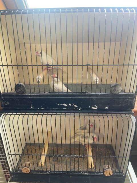 Padda de java 5 80190 Curchy